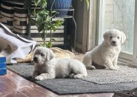 Golden Retriever Puppies for sale in Danville, IN 46122, USA. price: $800