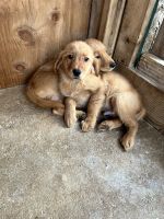 Golden Retriever Puppies for sale in Dinuba, CA, USA. price: $400