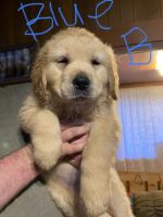 Golden Retriever Puppies for sale in Elsie, OR 97138, USA. price: $650