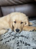 Golden Retriever Puppies for sale in Simpsonville, South Carolina. price: $1,500