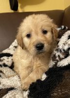 Golden Retriever Puppies for sale in Los Angeles, California. price: NA