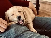 Golden Retriever Puppies for sale in Flat Rock, North Carolina. price: NA