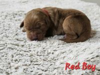 Golden Retriever Puppies for sale in Bromide, OK 74530, USA. price: $1,500