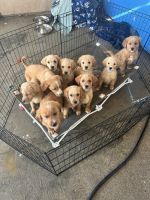 Golden Retriever Puppies for sale in Los Angeles, California. price: $300