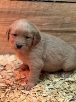 Golden Retriever Puppies for sale in Morehead, Kentucky. price: $600