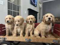 Golden Retriever Puppies for sale in Simpsonville, South Carolina. price: $1,400