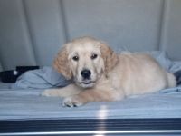 Golden Retriever Puppies for sale in Lake Wales, Florida. price: $1,200