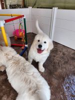 Golden Retriever Puppies for sale in Humboldt, IL 61931, USA. price: NA