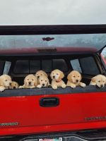 Golden Retriever Puppies for sale in Lakewood (Pierce Co.), Washington. price: $1,200