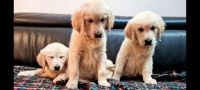 Golden Retriever Puppies for sale in Sacramento, California. price: $500