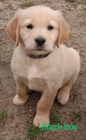 Golden Retriever Puppies for sale in Wake Forest, North Carolina. price: $650