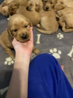 Golden Retriever Puppies for sale in Mt. Pocono, Pennsylvania. price: NA