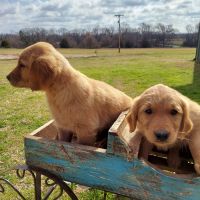 Golden Retriever Puppies for sale in Mineola, Texas. price: $600