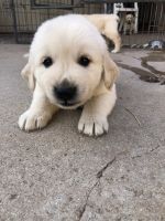 Golden Retriever Puppies for sale in Thousand Oaks, California. price: $2,500