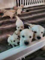Golden Retriever Puppies for sale in Victorville, California. price: $3,000