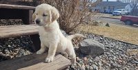 Golden Retriever Puppies for sale in Duluth, Minnesota. price: $1,500