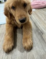 Golden Retriever Puppies for sale in Union, New Jersey. price: $750