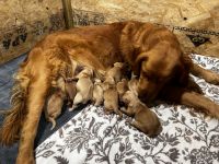 Golden Retriever Puppies for sale in Chambersburg, Pennsylvania. price: NA