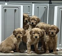 Golden Retriever Puppies for sale in Weatherford, Oklahoma. price: $1,500