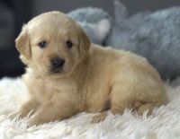 Golden Retriever Puppies for sale in Fair Play, South Carolina. price: $1,000