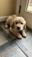 Golden Retriever Puppies for sale in Mountain View, CA, USA. price: $750