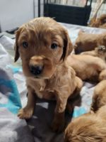 Golden Retriever Puppies for sale in Park Falls, Wisconsin. price: $1,500