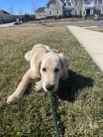 Golden Retriever Puppies for sale in Holmdel, New Jersey. price: $2,000