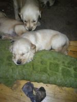 Golden Retriever Puppies for sale in Dixon, IL 61021, USA. price: $700