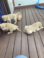 Golden Retriever Puppies for sale in Tiverton, Rhode Island. price: NA