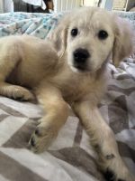 Golden Retriever Puppies for sale in Jackson, Michigan. price: NA