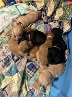 Golden Retriever Puppies for sale in Billings, Montana. price: $15,000