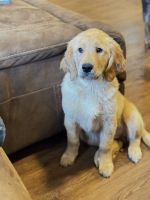 Golden Retriever Puppies for sale in Vancouver, Washington. price: $2,100