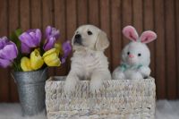 Golden Retriever Puppies for sale in Holmesville, OH 44633, USA. price: $1,295