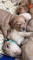 Golden Retriever Puppies for sale in New Prague, Minnesota. price: $1,500