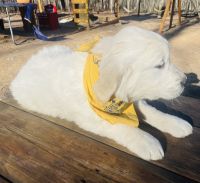Golden Retriever Puppies for sale in Fairfax, Virginia. price: $1,000