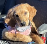 Golden Retriever Puppies for sale in Lodi, New Jersey. price: $2,000