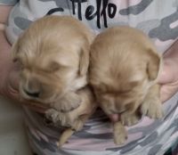 Golden Retriever Puppies for sale in West Point, IA 52656, USA. price: $500