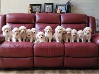 Golden Retriever Puppies for sale in Spring Hill, Florida. price: $1,800