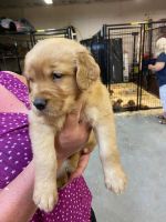 Golden Retriever Puppies for sale in La Crescent, MN, USA. price: $750