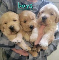 Golden Retriever Puppies for sale in Paris, Tennessee. price: $500