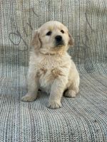 Golden Retriever Puppies for sale in Oroville, California. price: $700