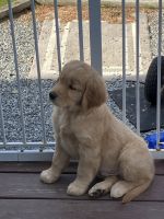 Golden Retriever Puppies for sale in Tiverton, Rhode Island. price: $2,000