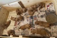 Golden Retriever Puppies for sale in Laotto, Indiana. price: $650