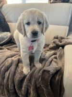Golden Retriever Puppies for sale in Twin Falls, Idaho. price: $800