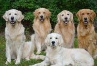 golden retriever dogs
