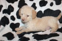 Goldendoodle Puppies for sale in Bloomington, IN, USA. price: NA
