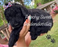 Goldendoodle Puppies for sale in Fort Valley, GA, USA. price: NA
