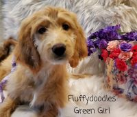 Goldendoodle Puppies for sale in Joshua, TX, USA. price: NA