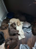 Goldendoodle Puppies for sale in Hastings, NE, USA. price: NA