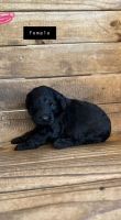 Goldendoodle Puppies for sale in Bruce, FL 32455, USA. price: NA